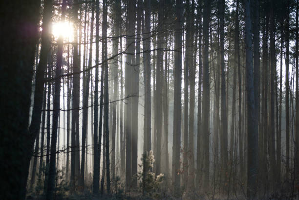 istock Calm morning in pine forest 638330364