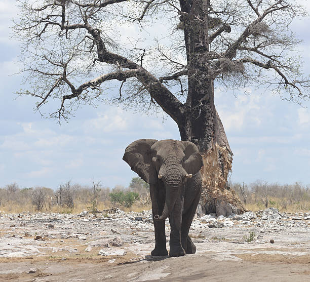 istock elephant in Africa 638331558