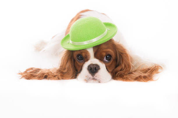 istock Cavalier King Charles dog with green hat 638332144