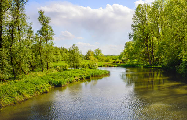 istock Bent creek in a nature reserve 638332396