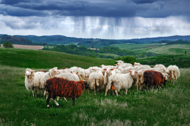 istock Sheeps grazing grass at ominous rain clouds background. Italy, Tuscany. 638332672