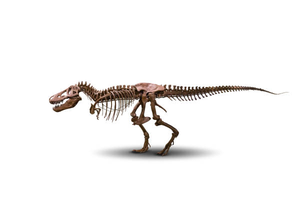 istock Tyrannosaurus skeleton isolated on white. 638332760