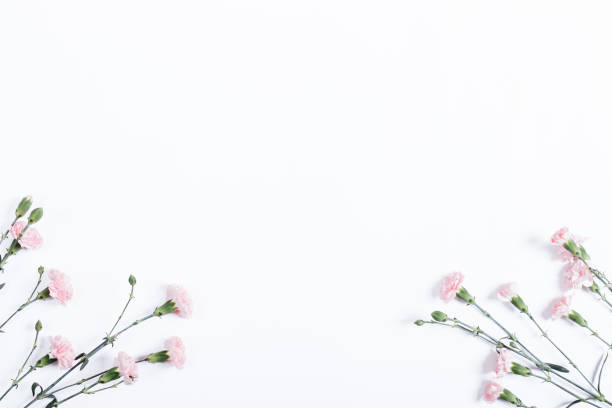 istock Little pink carnations on white background, place for text 638335240