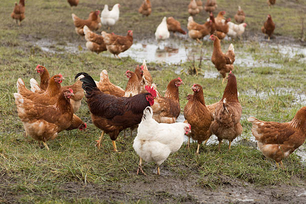 Chicken on free land farm Freeland Chicken - Chicken have access to nature mud hen stock pictures, royalty-free photos & images