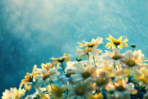 Vintage flower background in rainy weather