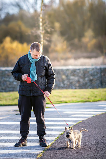 istock Man walking with a puppy Cairn Terrier 638336196