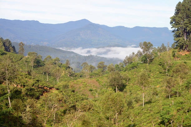 istock Train from Ella to Kandy among tea plantations, Sri Lanka 638336322