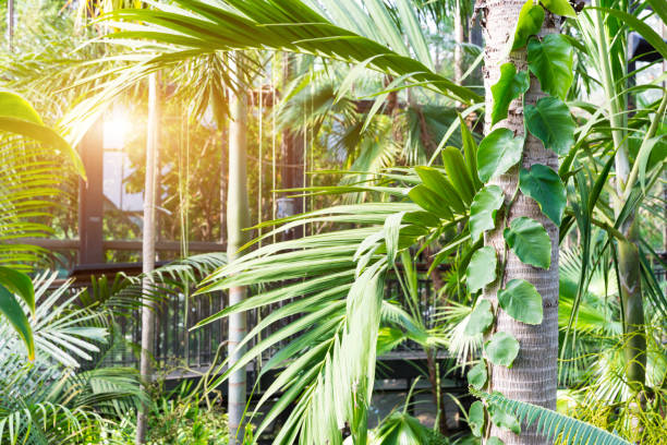 istock Sunshine in botanical garden. 638336426