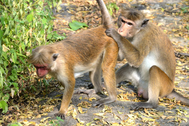 istock Macaque monkey cleaning each other near Dambulla, Sri Lanka. 638339016