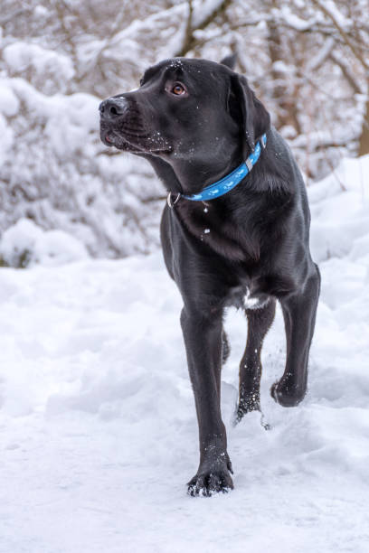 istock Black labrador retriever walking in the snow 638340634