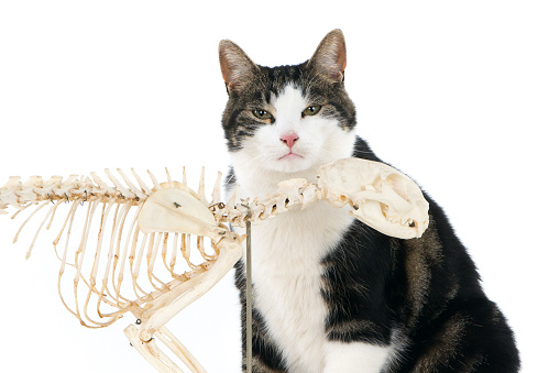 Looking cat with cat skeleton. White background.