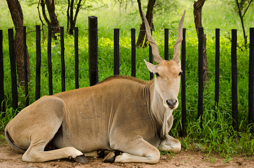 Common Elan Antelope Laying with Wooden Fence and Trees in Background