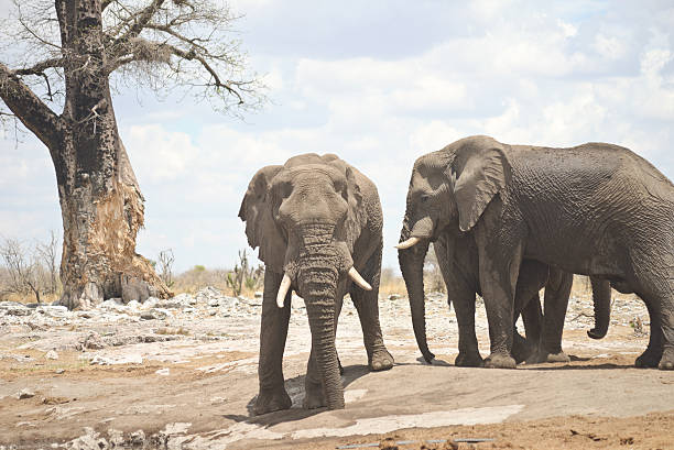 istock elephants in Africa 638341742