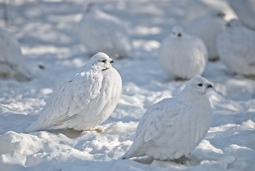 Wild Ptarmigan in the arctic snow.  White on white, focus on one bird.