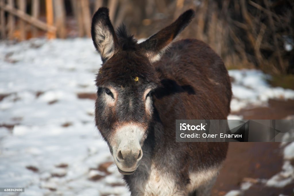 Donkey Looking At The Camera Beast Of Burden Stock Photo - Download Image  Now - Animal, Camera - Photographic Equipment, Donkey - iStock