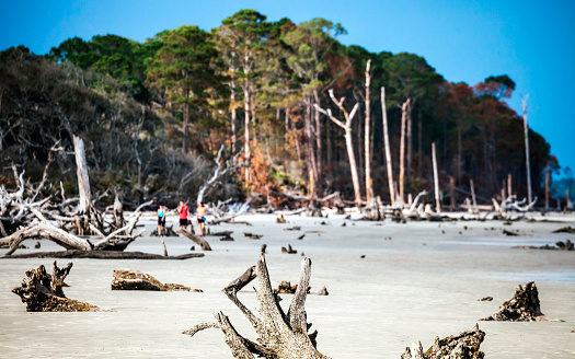 Driftwood beach, Jekyll Island.