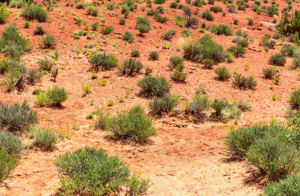 istock Green plant growing trough dead soil. 638342948