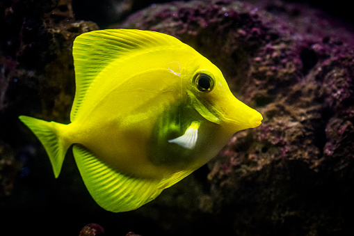 Swimming yellow tang (saltwater tropical fish). Due to their distinctive shape and bright colors, Yellow tangs are popular as aquarium fish. Their natural habitat is Pacific and Indian ocean.