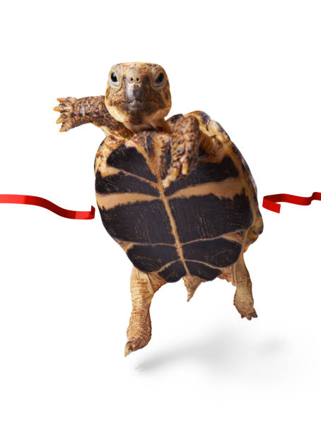 istock Little turtle runner wins by crossing the finish line 638347496