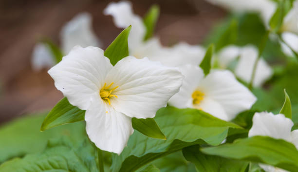 istock White petals of the large flowered Trillium. 638348986