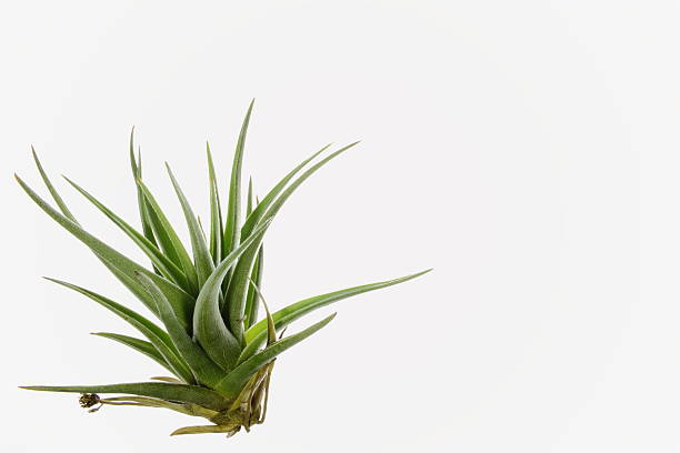 istock Isolated green air plant 638351982