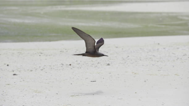Brown Noddy, exotic bird Brown Noddy, exotic bird flying under white sand beach, in French Polynesia, Tahiti brown noddy stock pictures, royalty-free photos & images