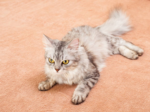 istock The pet, gray striped cat. 638355658