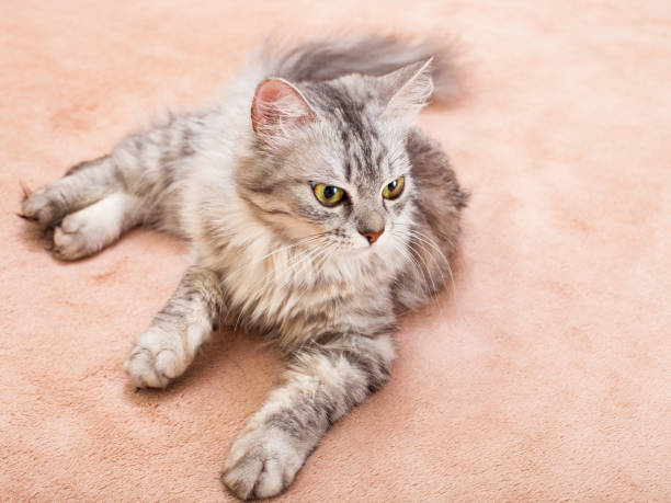 istock The pet, gray striped cat. 638355836