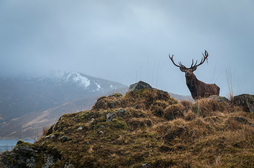 A Red Deer Stag, Cervus elaphus scoticus, with the remains of antler dressing his left antler in the mountains near Loch Quoich in Lochaber, Scotland.
