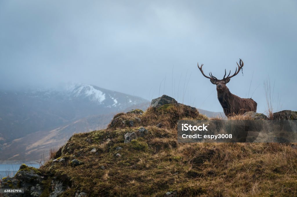 Red Deer Stag and antler dressing, Lochaber, Scotland A Red Deer Stag, Cervus elaphus scoticus, with the remains of antler dressing his left antler in the mountains near Loch Quoich in Lochaber, Scotland. Scotland Stock Photo