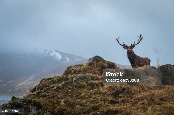 Red Deer Stag And Antler Dressing Lochaber Scotland Stock Photo - Download Image Now