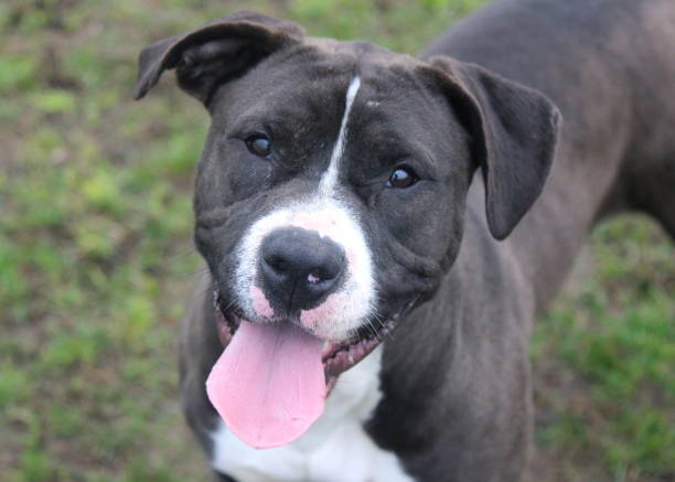 istock Black and white pitbull smiles outside 638359920