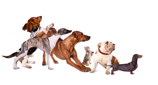 istock Group of dogs 638359978