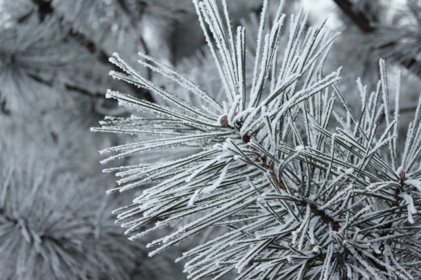 istock Christmas_Tree_In_The_Snow 638364454