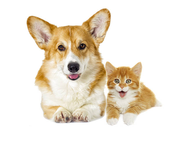 istock dog and kitten looking on a white background 638365022