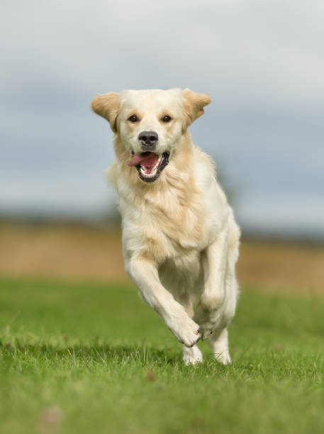 istock White Golden Retriever Dog 638365490