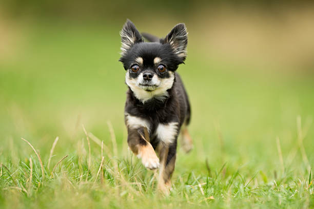 istock Chihuahua Dog Outdoors 638365514