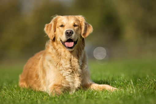 Purebred adult dog outdoors in the nature on a sunny day during late spring and early summer.