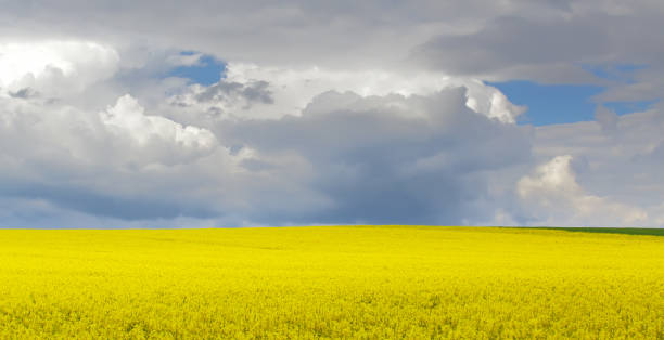 istock Field of yellow colza in spring 638365786