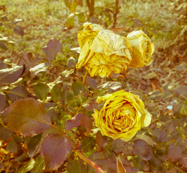 Beautiful fresh pastel yellow roses in a garden