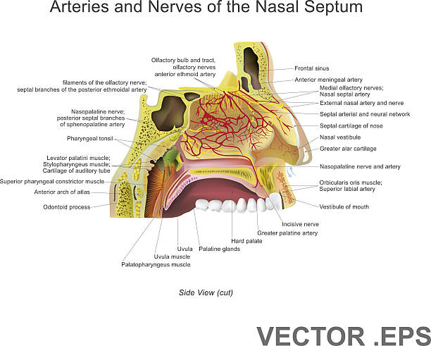 артерии и нервы носовой перегородки. векторное искусство, иллюстрация. - eustachian tube stock illustrations