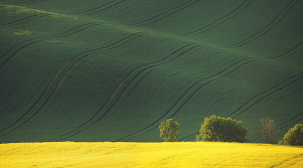 istock Yellow colza and green grass in spring 638369314