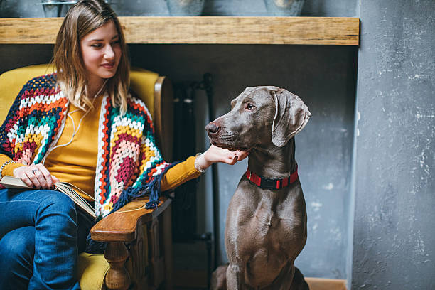 Weimaraner dog and his owner in pet friendly cafe Weimaraner dog and his owner in pet friendly cafe weimaraner dog animal domestic animals stock pictures, royalty-free photos & images