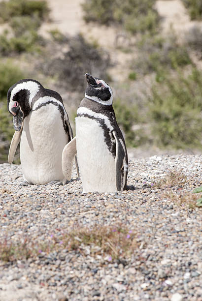 istock Magellanic Penguin of Punta Tombo Patagonia 638370708