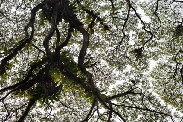istock Beautiful silhouette view of tree 638370710