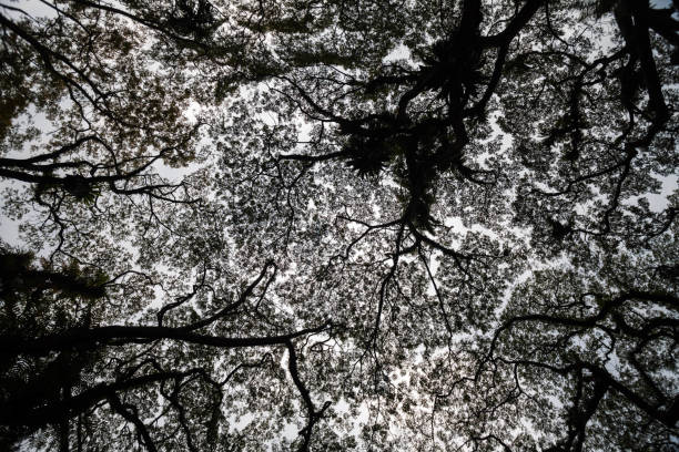istock Beautiful silhouette view of tree 638371364