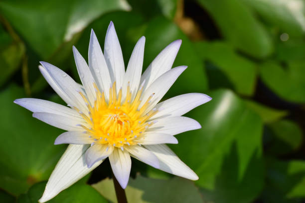 istock Lotus lilies in pond 638372718