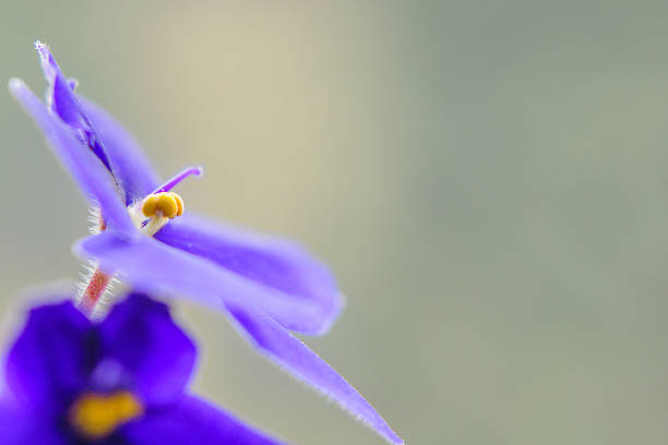 istock Coquettish in purple. 638373142