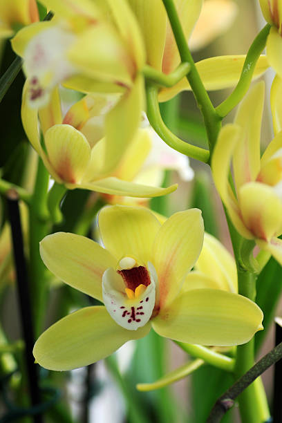 istock large-flowered yellow orchid 638374116