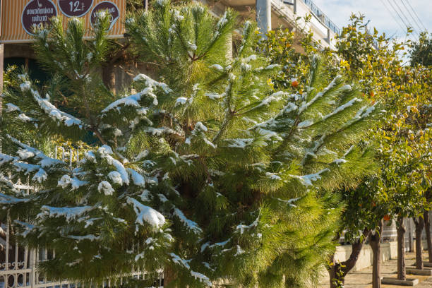 istock Bushes in snow  in Athens - rare and unique event 638374516